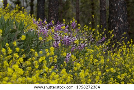 Flora of Gran Canaria - maximum April flowering of Las Cumbres, The Summits of Gran Canaria, mountain slopes covered in flowers of different colors
