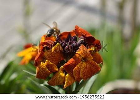 Orange , yellow and red wallflower cheiranthus or erysimum cheiri with a small bee on top against a blurred grass background closeup. Ornamental flower photography. Horizontal plant pictures.