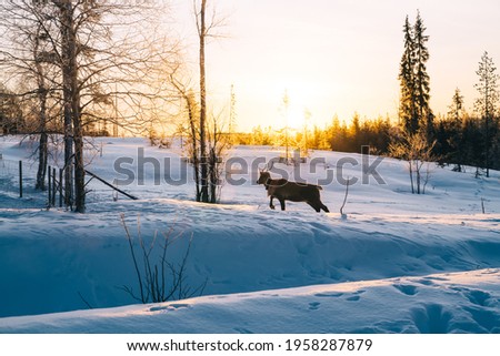 Picture of young male deer walking on white snowy areas of national park with forest and trees, wildlife environment with mammals and animals in morning on tourist destination