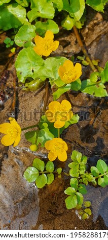 yellow spring flowers among the water stream
