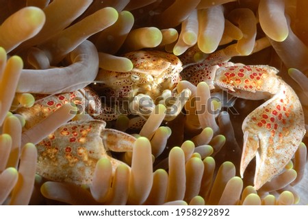 A picture of beautiful porcelain crab defending its lair