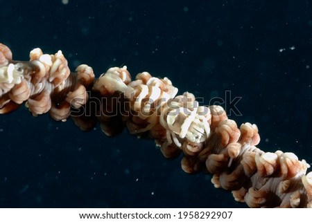 A picture of a whip coral partner shrimp on a whip coral
