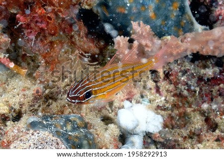 A beautiful picture of yellow striped cardinal fish
