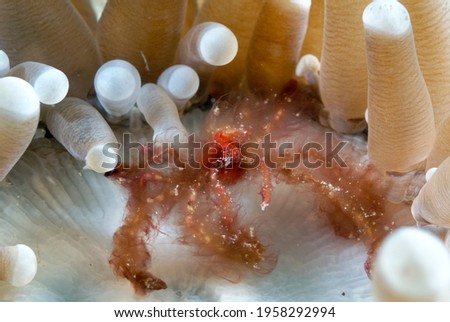 A picture of an hairy orangutang crab