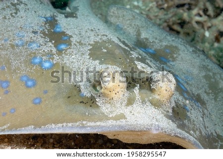 A beautiful picture of a blue spotted stingray on the bottom