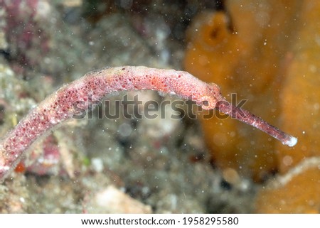 A picture of a longsnout stick pipefish on the bottom