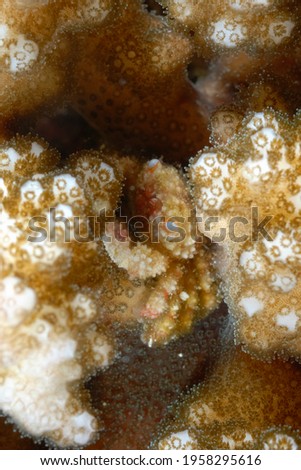 A picture of a hairy coral crab in his lair