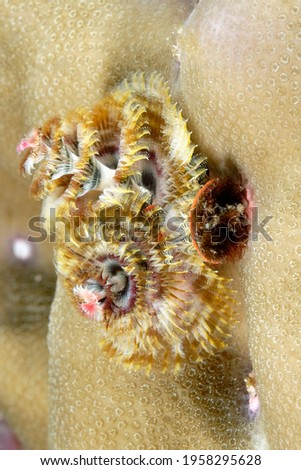 A picture of a colored Christmas tree worm