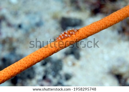 A picture of a beautiful spindle cowry on the coral