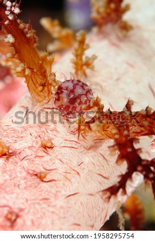 A picture of a beautiful cypraea on a soft coral