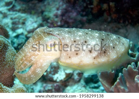 A picture of a beautiful cuttlefish