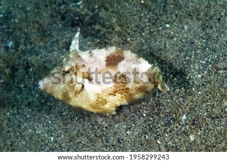 A picture of a slender filefish on the bottom