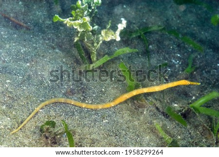 A picture of a longsnout stick pipefish on the bottom