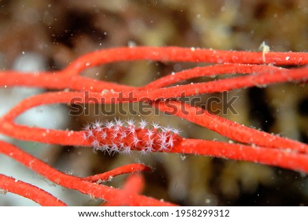 A picture of a beautiful spindle cowry on the coral