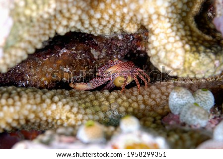 A picture of a beautiful red spotted coral crab in the coral
