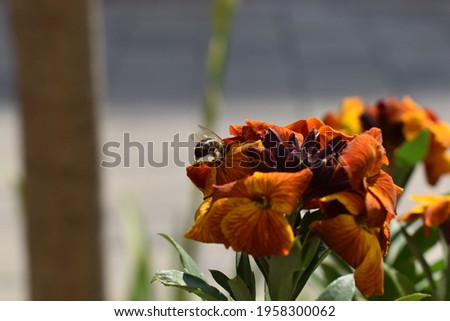 Orange , yellow and red wallflowers cheiranthus or erysimum cheiri with a small bee on top against a blurred grass background closeup. Ornamental flower photography. Horizontal plant pictures.