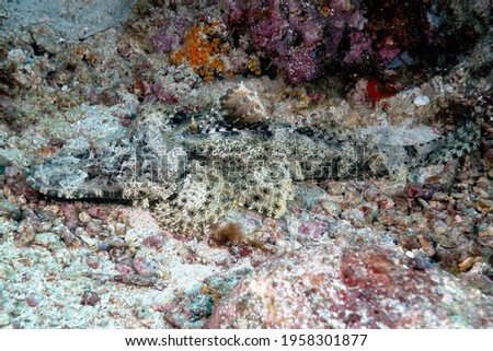 A picture of a crocodilefish resting on the bottom