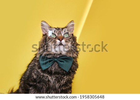 Online courses, remote distant education concept. Funny cat in bow tie and glasses sitting on yellow background and looking at copy space for text. Optics glasses store, creative advertisement.