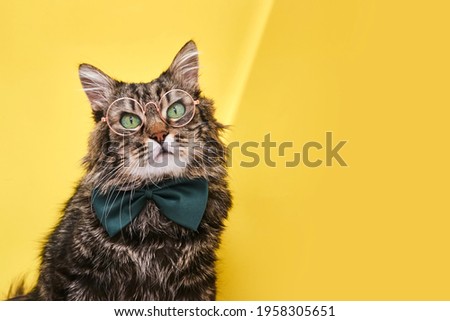 Online courses, remote distant education concept. Funny cat in bow tie and glasses sitting on yellow background, copy space for text. Optics glasses store, creative advertisement.