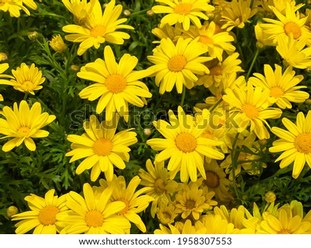 Beautiful bright bouquet of chrysanthemum daisies flowers background, . top view

