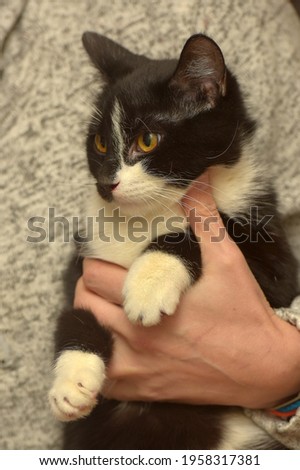 cute black and white short-haired cat in the hands