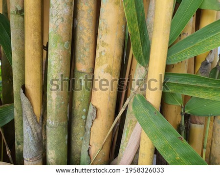 bamboo stalks by the side of the road