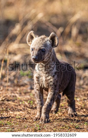 Hyena cub plays near the entrance to its den in South Africa