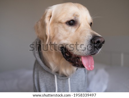 dog in a gray sweatshirt with a hood. Golden Retriever in clothes sitting on the bed.