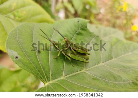 a pair of grasshoppers making love,on the green leaf.