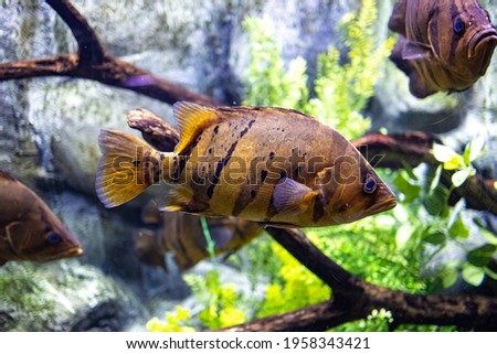 beautiful little fish animal swimming in the aquarium of the zoo of Zaragoza in Spain on a dark background Royalty-Free Stock Photo #1958343421