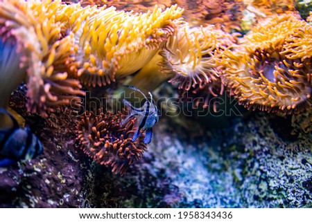 beautiful little fish animal swimming in the aquarium of the zoo of Zaragoza in Spain on a dark background Royalty-Free Stock Photo #1958343436