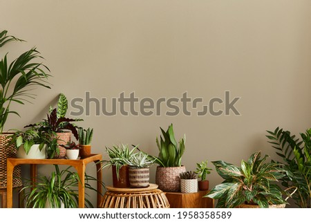 Stylish composition of home garden interior filled a lot of beautiful plants, cacti, succulents, air plant in different design pots. Home gardening concept Home jungle. Copy spcae. Template Royalty-Free Stock Photo #1958358589