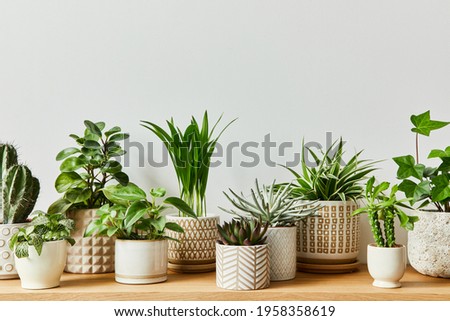 Stylish composition of home garden interior filled a lot of beautiful plants, cacti, succulents, air plant in different design pots. Home gardening concept Home jungle. Copy spcae. Template