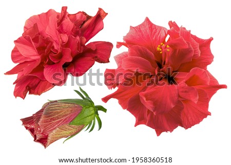 Set of red hibiscus flowers isolated on white background. Shallow depth. Soft toned. Floral summertime. Copy space.
