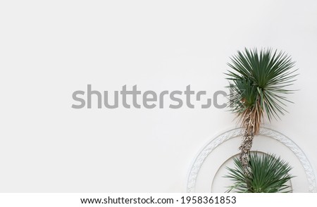 Modern white background with small palm. Stylish backdrop for ecological presentations. Illustrated environmentally friendly design with organic shapes. Biophilia trend. Copy space