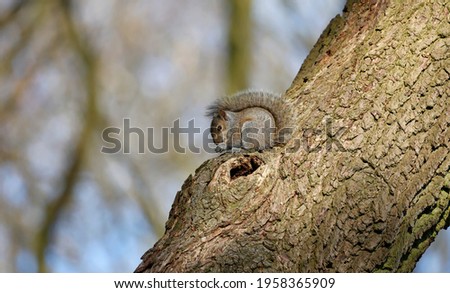 Grey squirrels in the woods