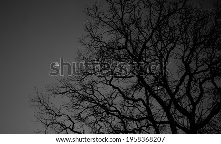 silhouette of a tree on a background of the moon black and white
