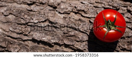 Ripe tomato on the bark of a tree