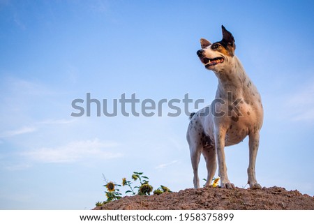 A picture of a Thai white dog standing in the wind on a sand dune. In the clear sky