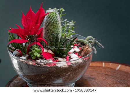 Table top indoor decorative miniature garden in clear glass with cactuses and succulents. Glass interior garden terrarium with succulents, cactuses and stones.