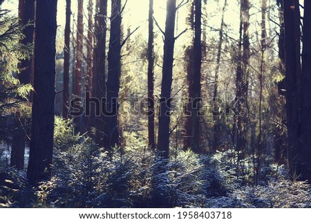 winter forest landscape covered with snow, december christmas nature white background