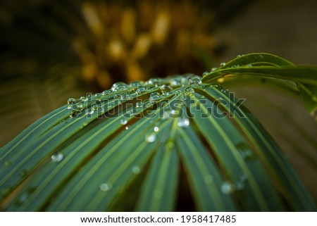 Green tropical plant in rain covered with droplets of damp water with blurred background Royalty-Free Stock Photo #1958417485