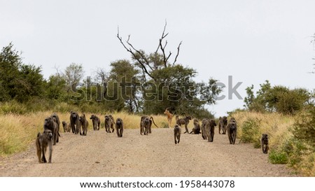 A large troop of chacma baboons walking in the road