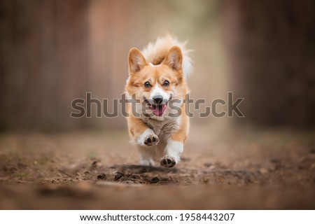 Happy welsh corgi pembroke dog running and jumping, picture in brown colors