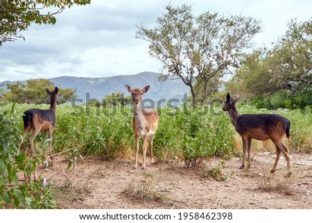 Three deer standing in a field with the hill in the background on a cloudy day in a natural park. The one in the middle looks at the camera and the others don't. Cordoba, Argentina, South America.