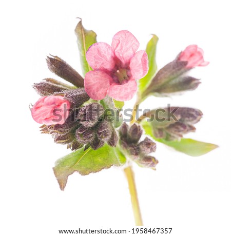 Pink flowers Pulmonaria officiated isolated on white background. Studio Photo