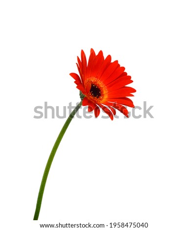 Stack colorful Gerber flowers isolated on white 