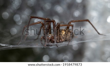 Eratigena duellica common house and garden spider animal in web Royalty-Free Stock Photo #1958479873