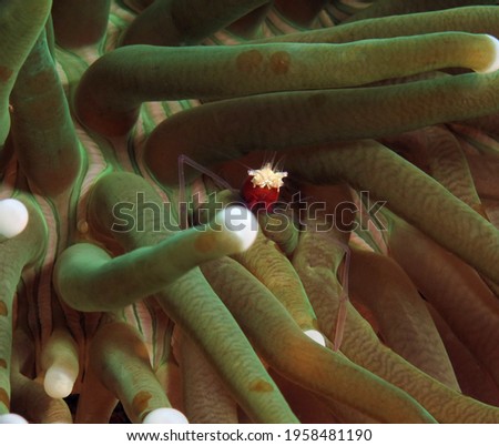 A Mushroom coral Shrimp sheltered in the tentacles of the anemone Boracay Philippines                              