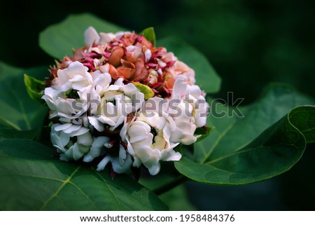 Hydrangea Flower with leaves and bokeh background